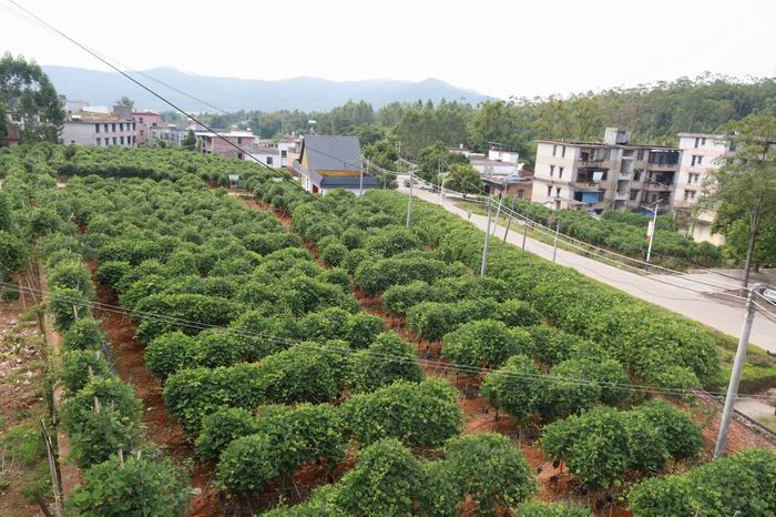 火山粉葛种植基地(700).jpg