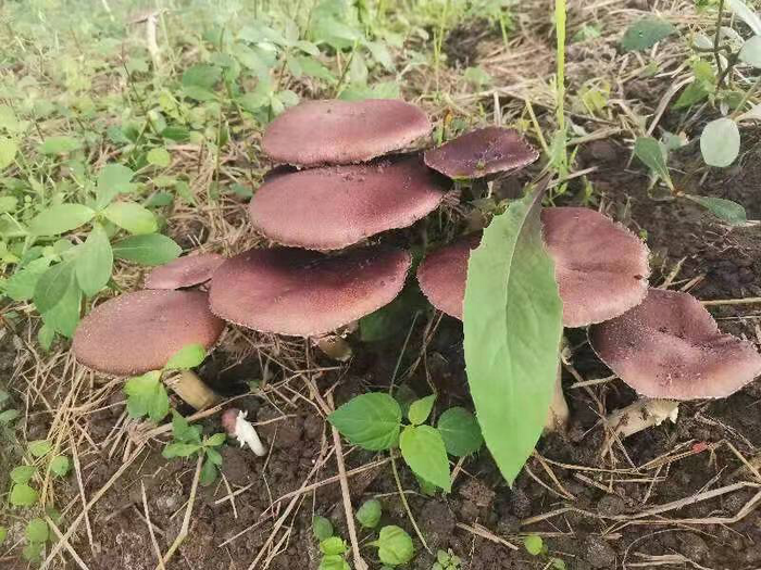 大塘试种基地成功种植的赤松茸(700).png