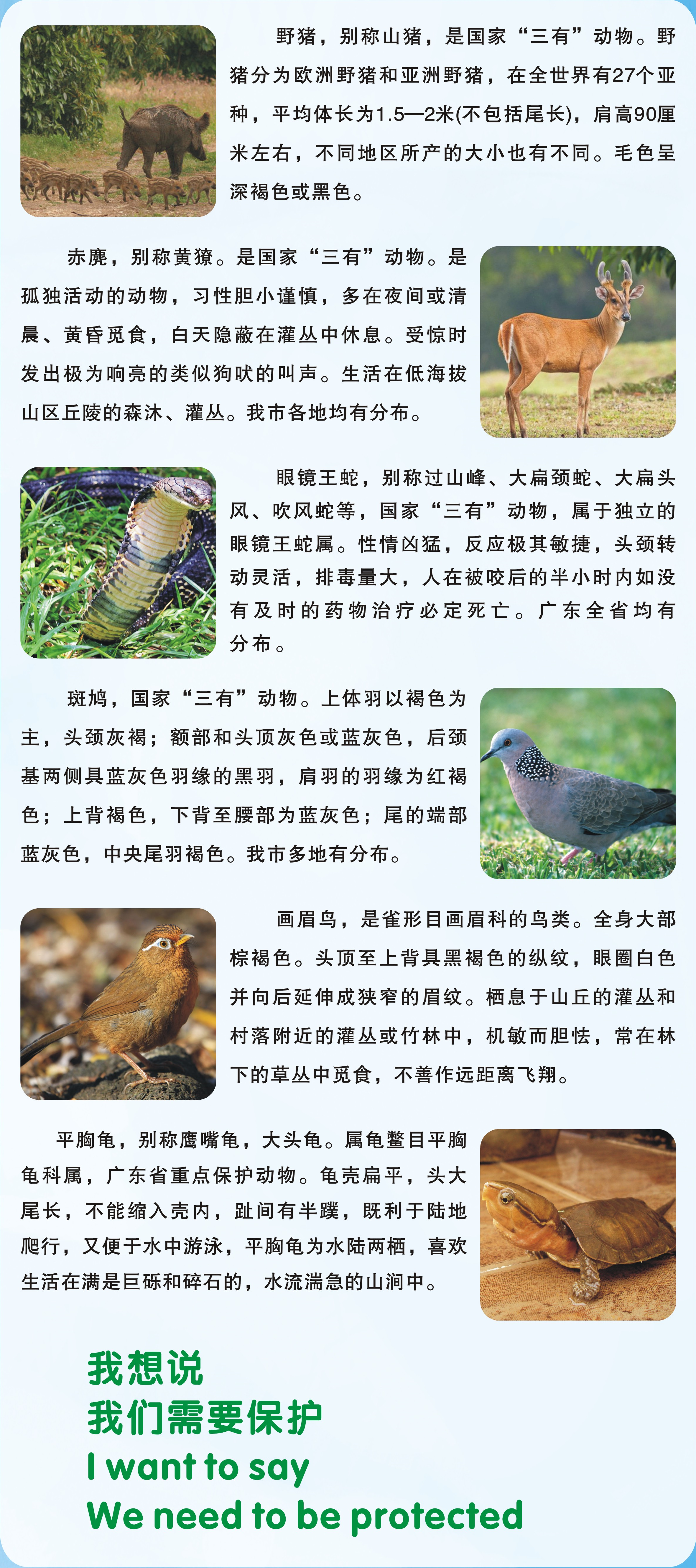 野生动植物保护科普：图说野生动物2.png